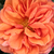 Narancssárga - Törpe - mini rózsa - Jaipur™